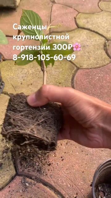 Гортензия крупнолистная-отправка саженцев с 15 сентяб? смотреть онлайн
