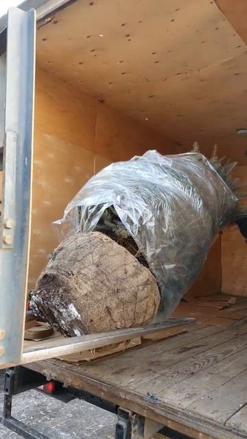 доставка растений по России #цветыворонеж #ландшафтны смотреть онлайн