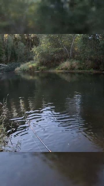 По бобринным завалам за хариусом! #рыбалка #fishing #спинн? смотреть онлайн