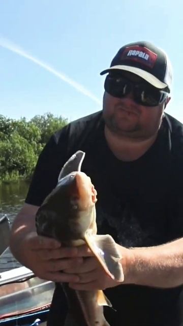 Фото не получилось 🤣 #рыбалка #fishing #рыбалкаслодки #ло? смотреть онлайн