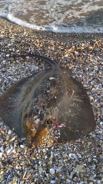 Рыбалка 12 августа 2024 г скат ловиться я 6 кг рядом у рыба смотреть онлайн