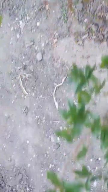 КРЫМ ГРАНАТ ЦВЕТЁТ смотреть онлайн