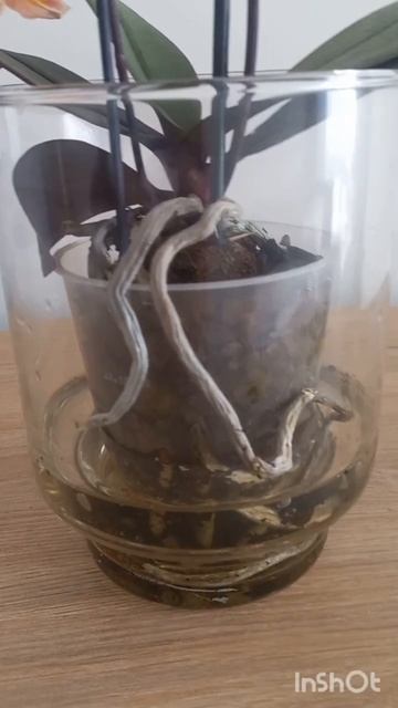 ВОССТАНОВИЛА ПЕРЕСУШЕННЫЕ КОРНИ ОРХИДЕИ за 3 ДНЯ #фале смотреть онлайн