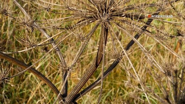 Чем Опасен Борщевик для Человека 🌿