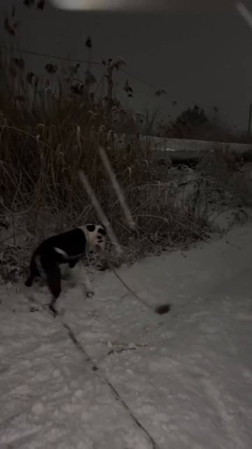 Мой большой маленький мальчик 🥹 @savintv смотреть онлайн