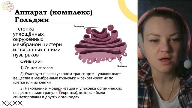 Аппарат Гольджи #егэ #биология #клетка #биологияегэ #би смотреть онлайн