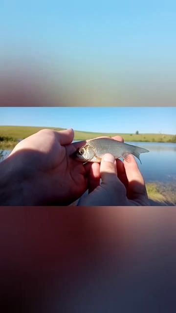 Рыбалка на поплавок.Ловля карася. #летняярыбалка #кара смотреть онлайн