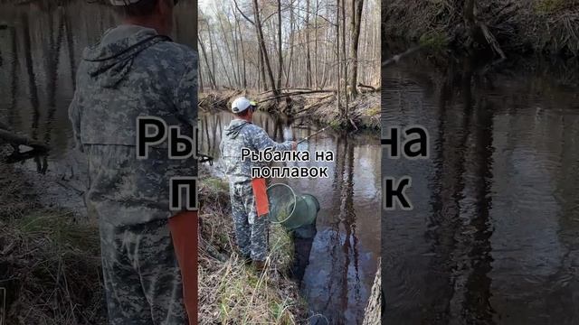 Зарисовка с лесной речки. Отличная плотва на поплавок. смотреть онлайн