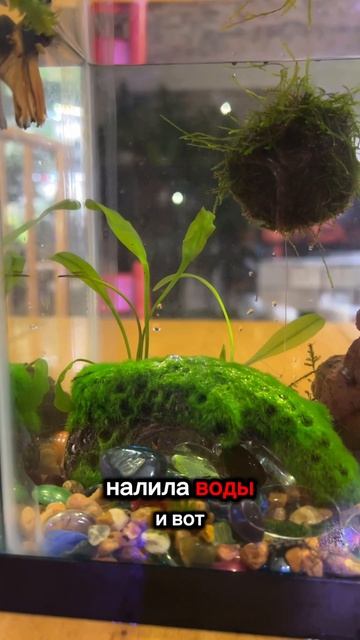 Маленький аквариум. Грунт для аквариума. смотреть онлайн