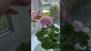 Сортовая пеларгония ЮВ 15.21 #пеларгония #цветы #цветына?