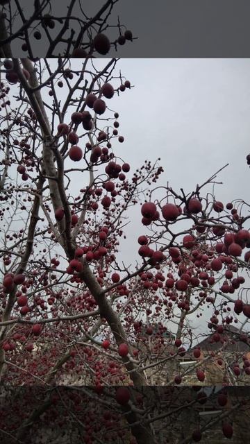 Боярышник смотреть онлайн