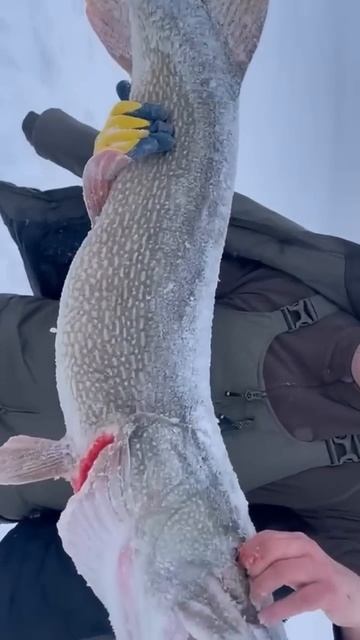 Трофей #рыбалка #fishing #щука #icefishing #рыболовная #врек #зим смотреть онлайн