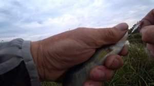 Экстрим вываживание на Favorite Blue Bird Compact BB1-764UL-T