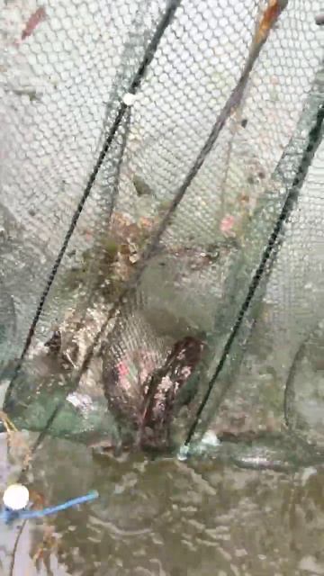 Китайские раколовки!!! Отличная снасть для ловли раков смотреть онлайн