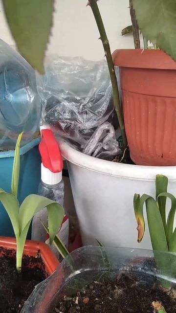 садовая роза на балконе смотреть онлайн