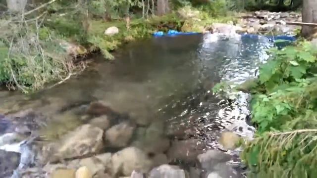 Поездка на полонину Гаджено(10) смотреть онлайн