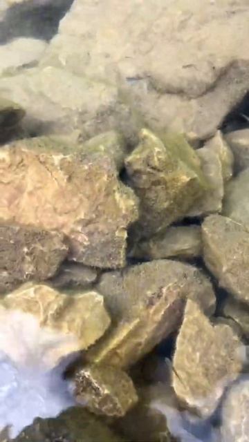 #рыбалка Как Выглядит Малек Форели Всего Несколько Дн? смотреть онлайн