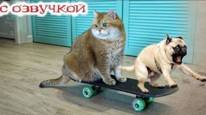 Приколы с котами! - С ОЗВУЧКОЙ! Самые смешные животные! Смешные коты! УГАР!!