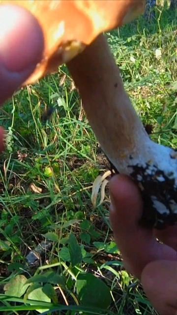 Белый гриб смотреть онлайн