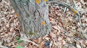 сбор грибов ВЕШЕНОК#грибы #рыбалка#башкирия