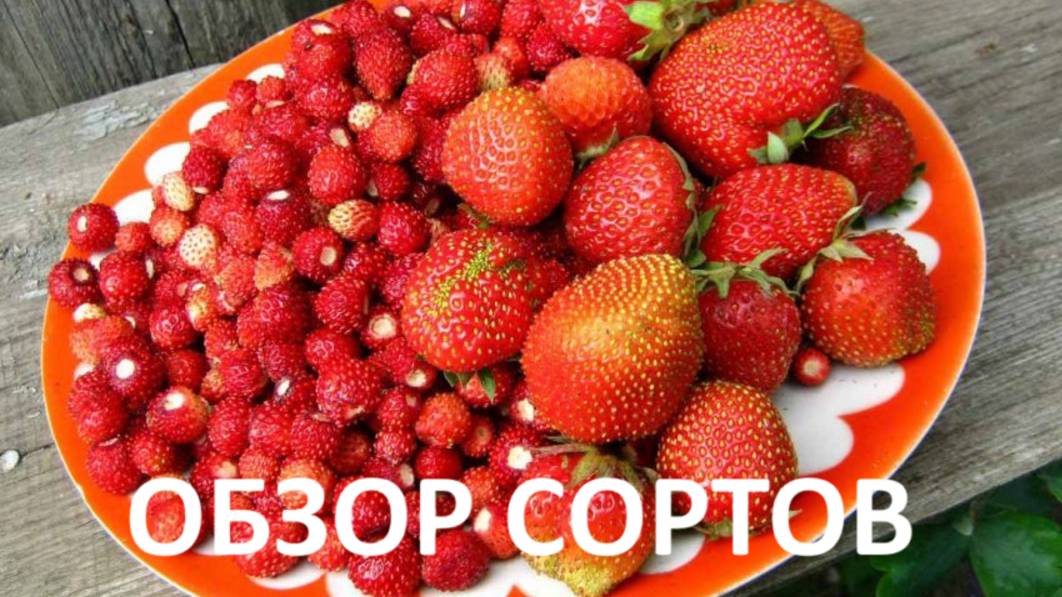 Обзор сортов земляники и клубники(архив)