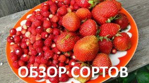 Обзор сортов земляники и клубники(архив)
