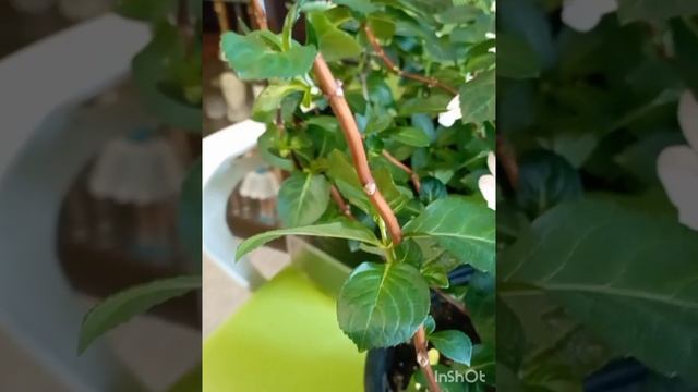 Миф или правда.Результат зимовки гортензий на балконе смотреть онлайн