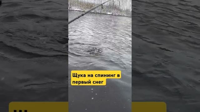 Щука на спиннинг в первый снег #fishing #щука #рыбалка смотреть онлайн