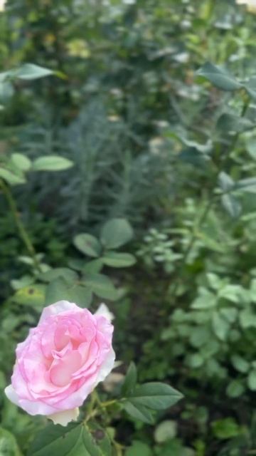 Букетная Роза. #беларусь #розы #gardenflowers #садгродно #rose #ga