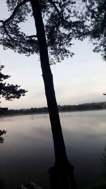 Лисицкий бор. #природа #рыбалка #лето 2024 смотреть онлайн