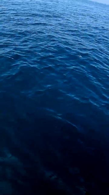 Достал со дна моря, Рыбалка на крупную рыбу #fishing #ocean смотреть онлайн