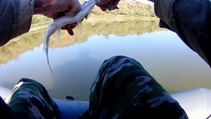 Рыбалка на реке Кубань - часть с жерехом .