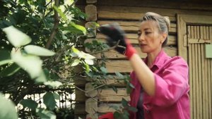 Как сохранить соцветия. Правильная обрезка сирени