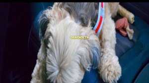 Топ Ошибок ,которые допускают владельцы собак