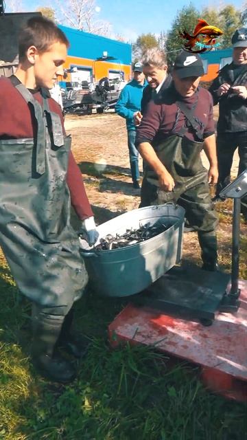 Эта рыба сазан успела попасть в водоём для свободной р смотреть онлайн