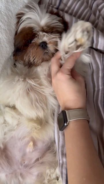 Пополнение в семье 🐶 #щенок #щенки #шитцу #собака #соба смотреть онлайн