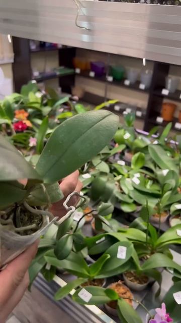 данапротасова orchid орхидеи фаленопсис орхидеибабоч