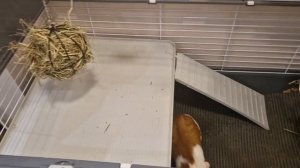 Ежедневная уборка у морских свинок