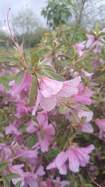 #nature #romantic #georgia #foryou #travel #flowers #village #spring #Азалия смотреть онлайн