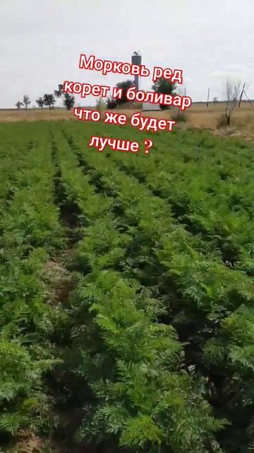 морковь что будет лучше ранняя или поздняя ? смотреть онлайн