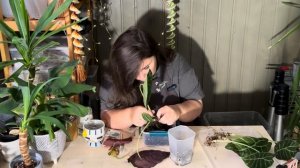 Распотрошила АЛОКАЗИЮ Ватсониана | наращиваем НОВЫЕ К