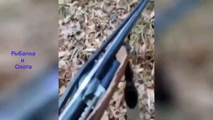Невероятные и смешные случаи на охоте 35