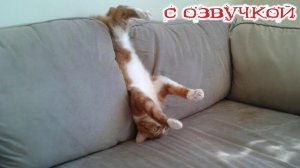 Приколы с котами! - С ОЗВУЧКОЙ! Самые смешные животные! СМЕШНЫЕ КОТЫ!