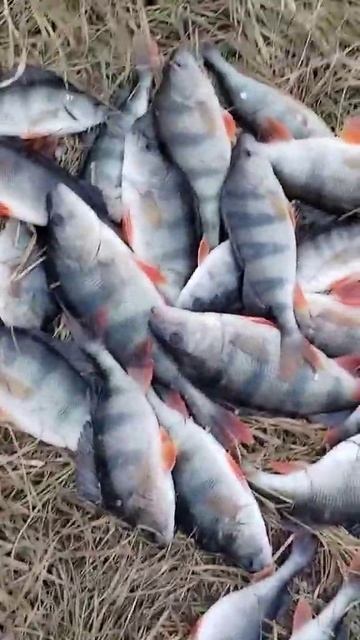 какая красота сколько рыбы #fishing #рыба #ловим #рыбалка #? смотреть онлайн