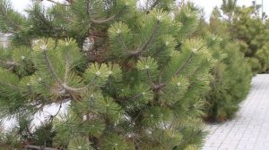 Навечно вписаны их имена в историю России