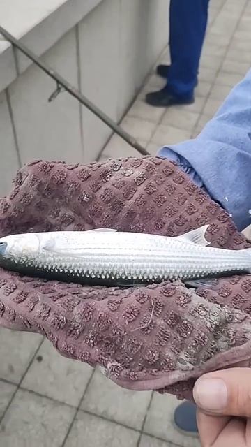 Новороссийск, ноябрь #shortsvideo #рыбалка #рыба смотреть онлайн