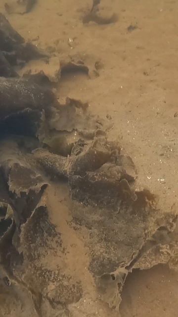 На камбалу с острогой смотреть онлайн