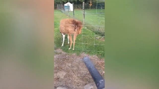 топ 35 лучших видео за май 2020 года мега приколы" смотреть онлайн