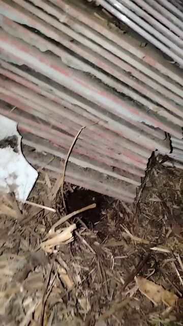 Как избавится от крыс в курятнике. #домвдеревне #куры #? смотреть онлайн