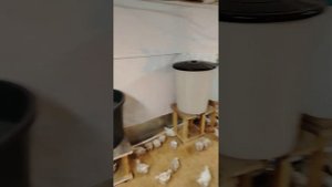 Бюджетный курятник на 1000 голов бройлеров #бройлер #ку?